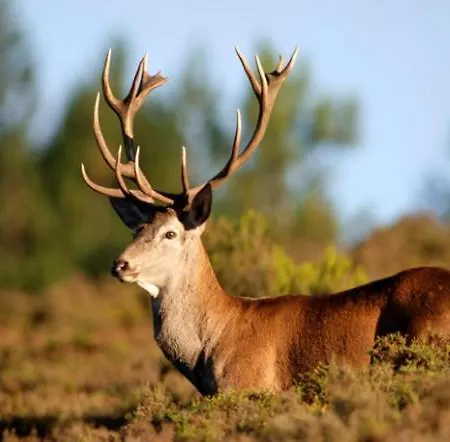 Monte Barata Wildlife Tourism Lodge Castelo Branco (Centro)
